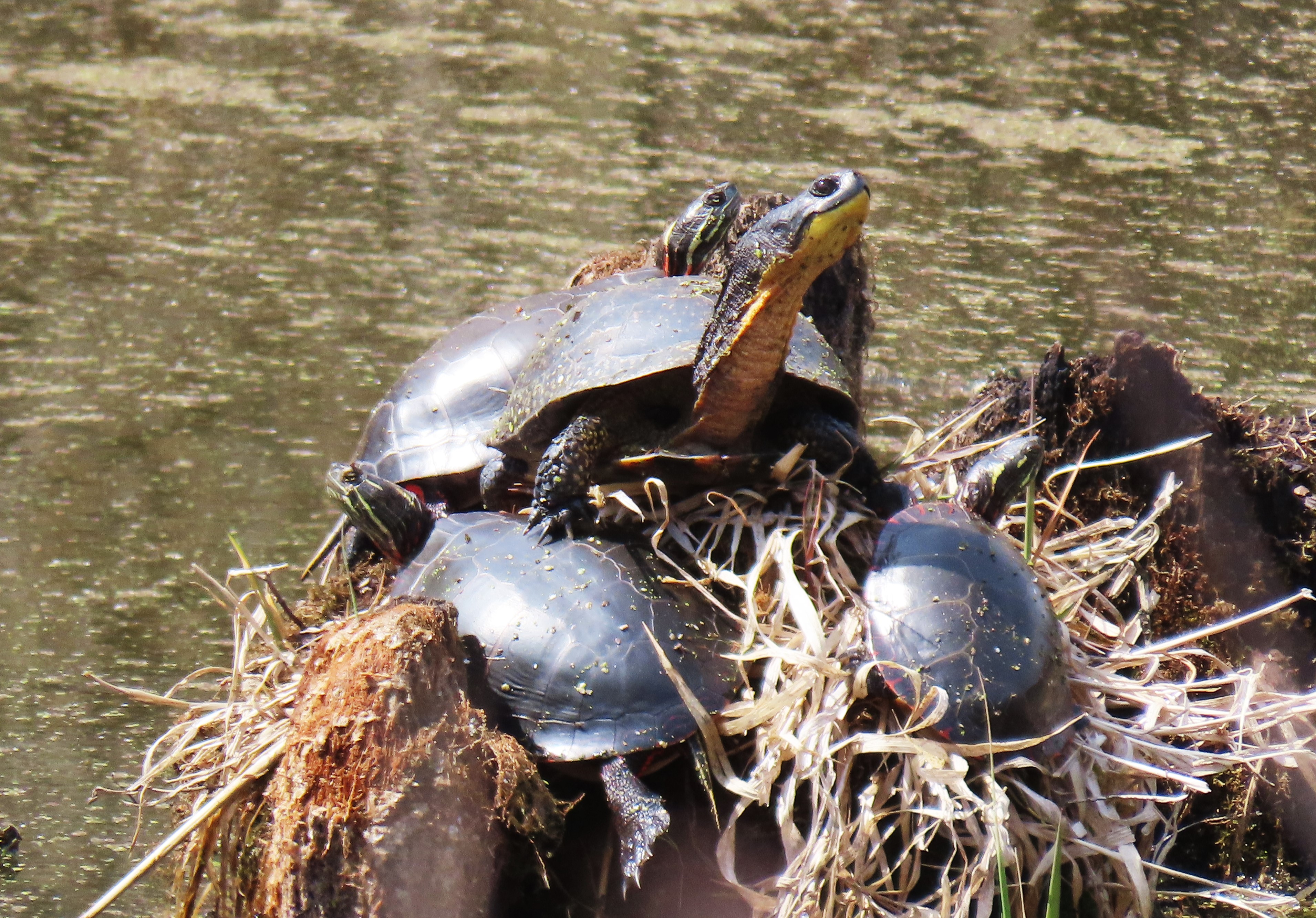 Blanding&rsquo;s turtle sunning with Painted turtles